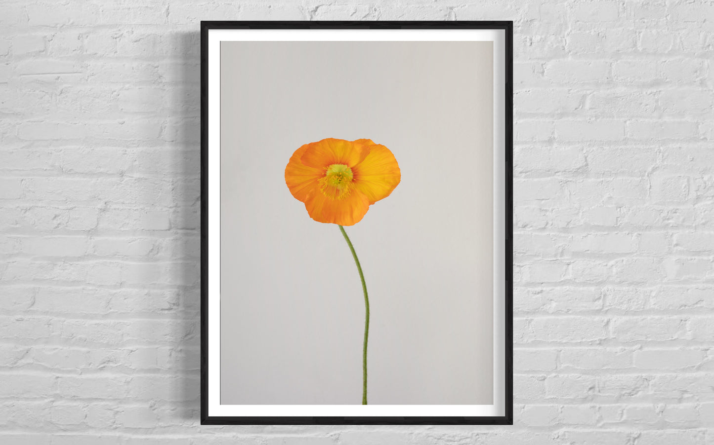 Orange Poppy - Angela